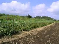 in_016.jpg