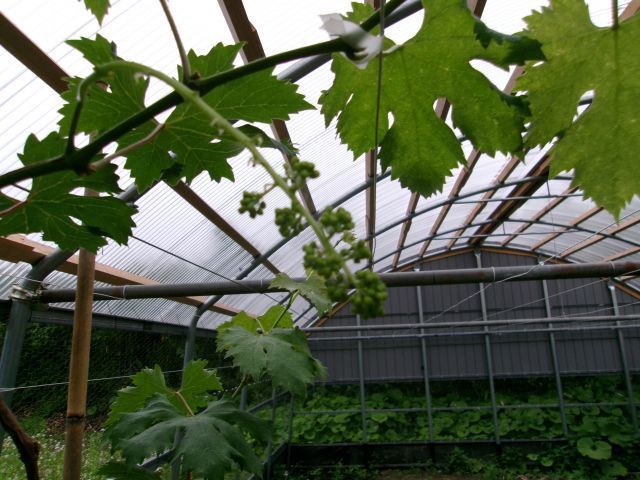 http://www.kanai-cc.com/assets_c/2025/05/19/200_0790.JPG