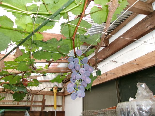 http://www.kanai-cc.com/assets_c/2025/07/10/200_0994.JPG