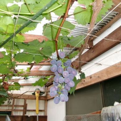 200_0994.JPGのサムネイル画像