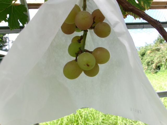 http://www.kanai-cc.com/assets_c/2025/09/02/200_1219.JPG