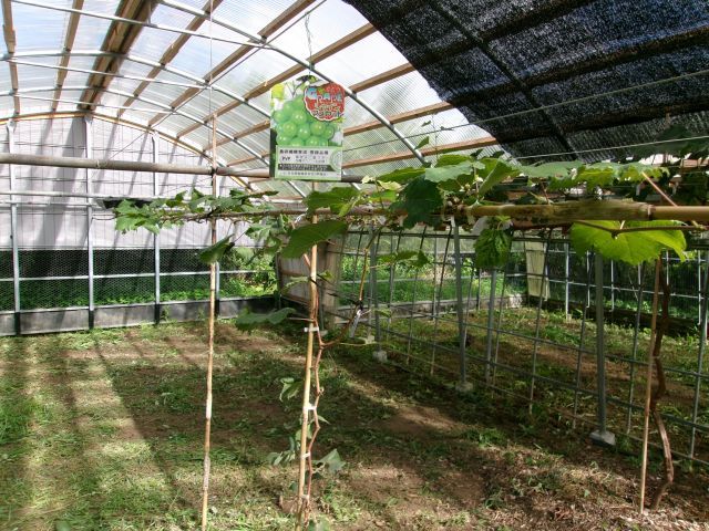 http://www.kanai-cc.com/assets_c/2025/09/02/200_1221.JPG