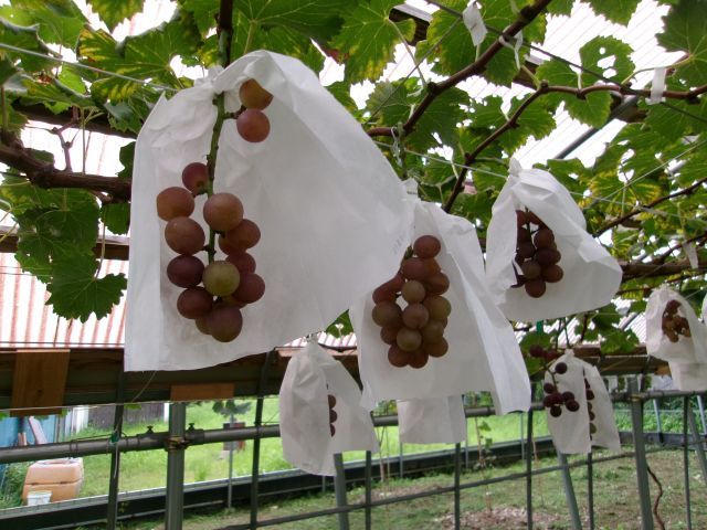 http://www.kanai-cc.com/assets_c/2025/09/02/200_1228.JPG